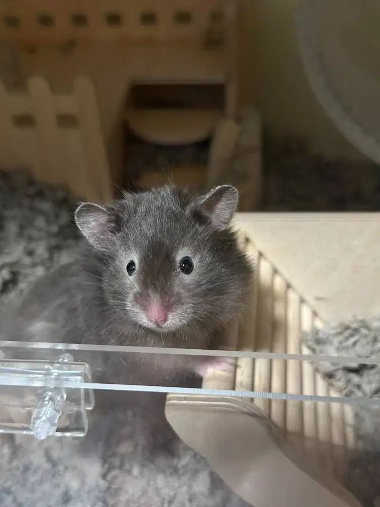 jual hamster dan box nya