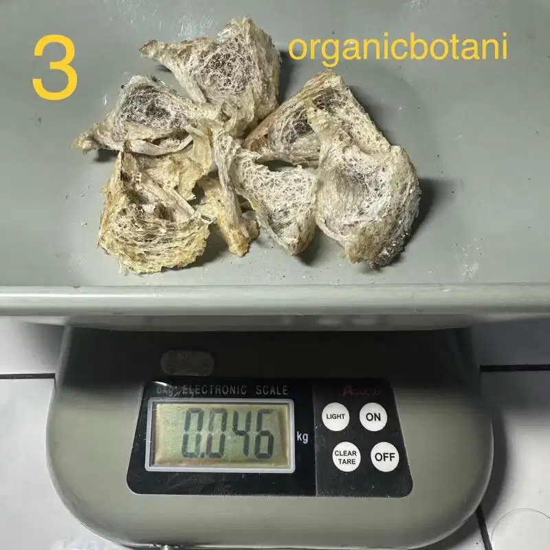 Sarang Burung Walet. Bird Nest untuk kesehatan Recommended.