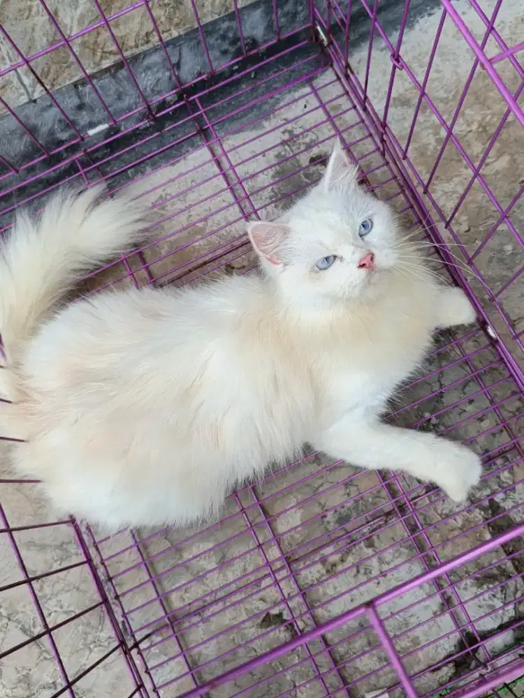 Persia betina ganpak