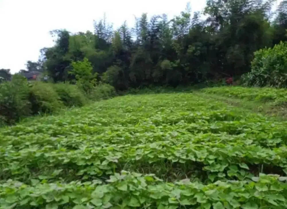 DIJUAL CEPAT Tanah di Kab. Bogor