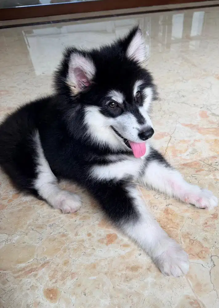 Jual Alaskan malamute anak puppy 3 bulan