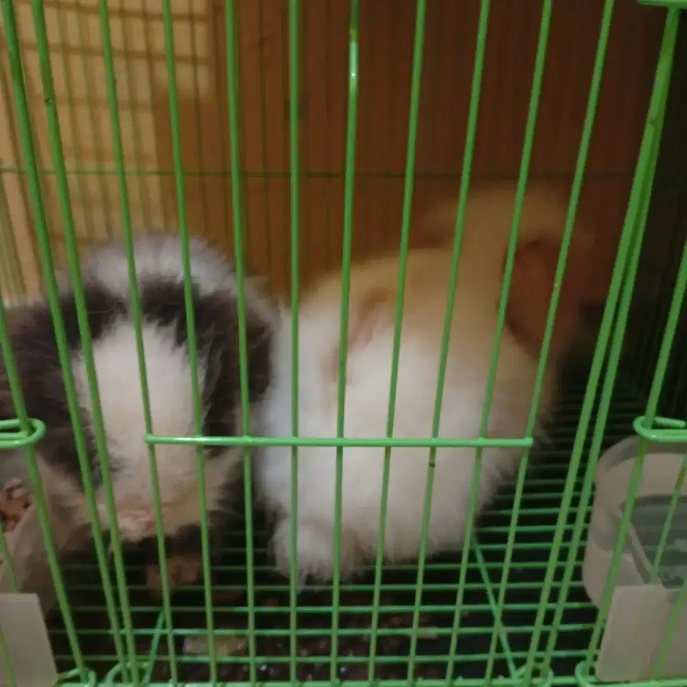 Kelinci Lion Head dan Neterland, Sepasang Kandang+2kelinci.