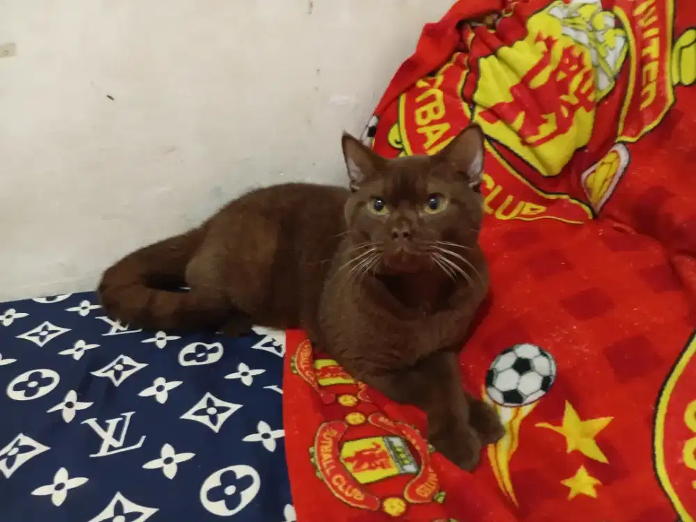 BSH pure jantan usia 1tahun jago kawin anakan pedigre