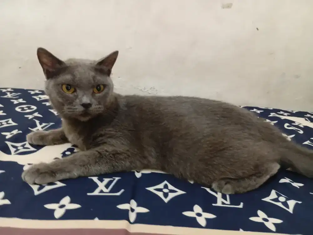 Bsh blue solid betina udah dikawinin sma bsh choco