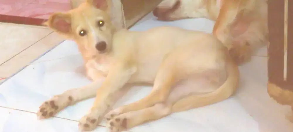 Anjing mix Border collie