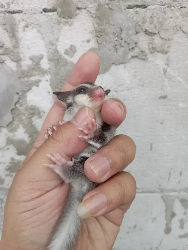 Sugar glider anakan / joy