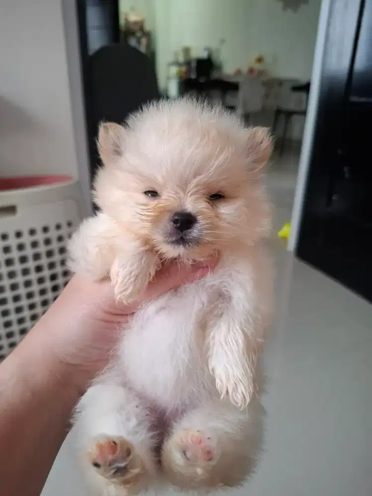 Anjing Minipom Betina