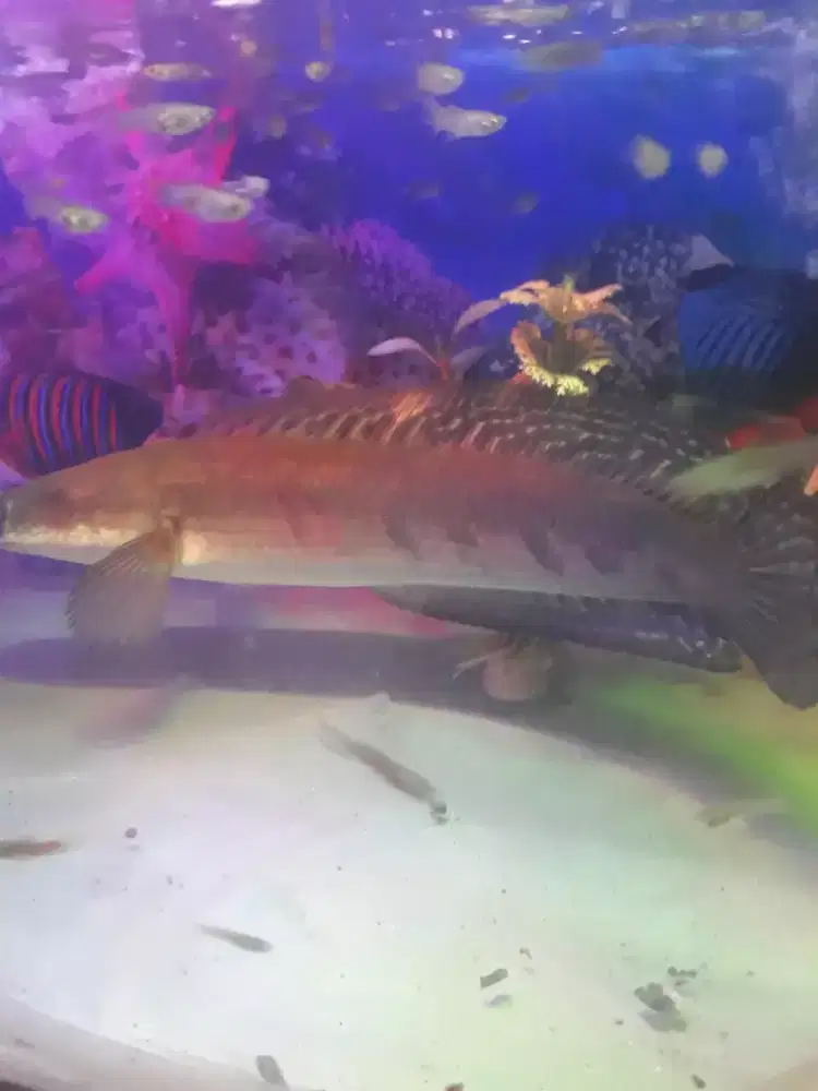 ikan channa maru ys -+ 25 cm