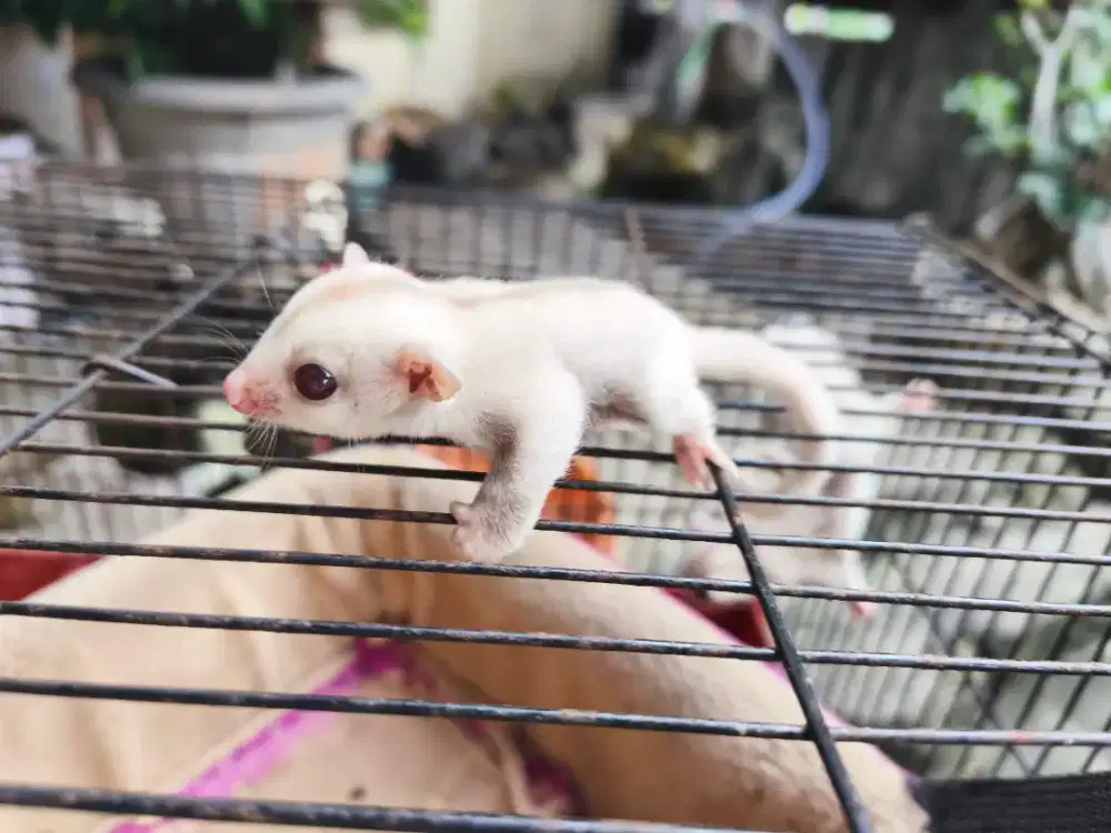 Sugar Glidey Joey Creamino Mozaik