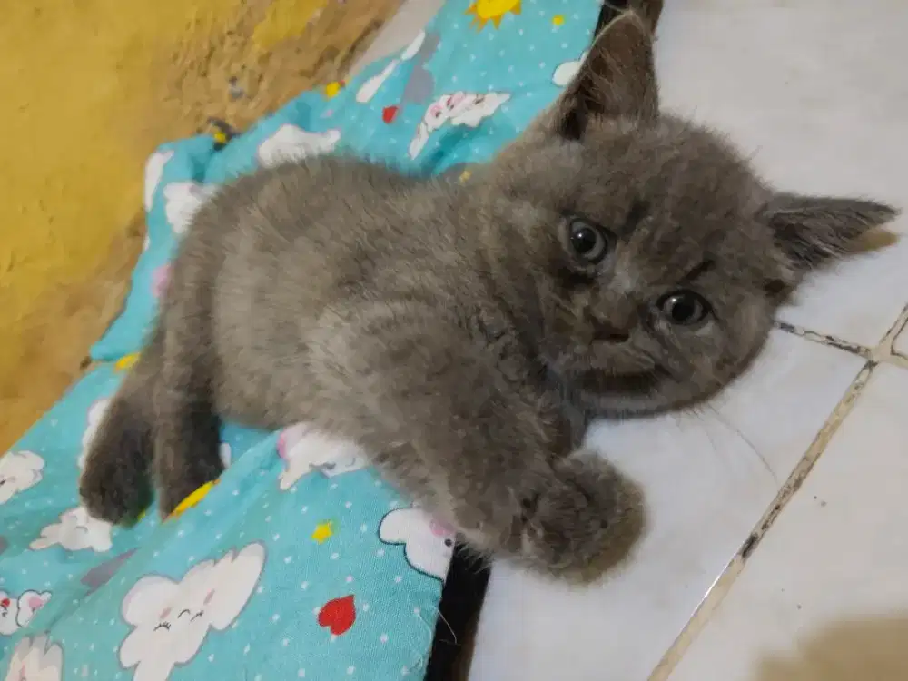 Kitten British Shorthair