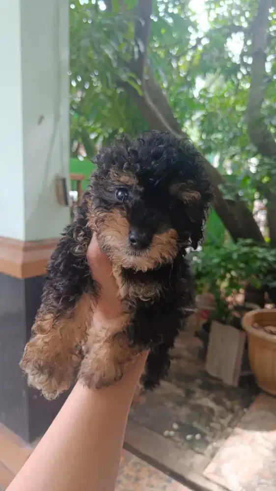 Poodle phantom jantan