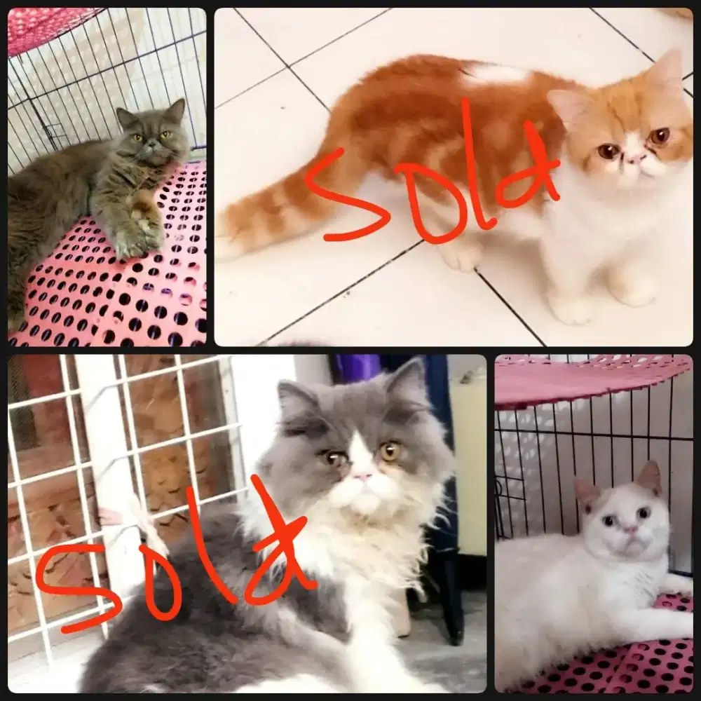 KUCING MIX BSH, MUNCHKIN NS, MIX PEAKNOSE