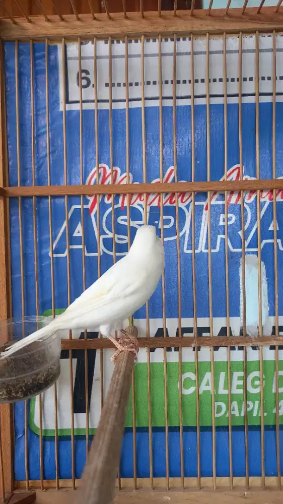 Kenari af putih gacor