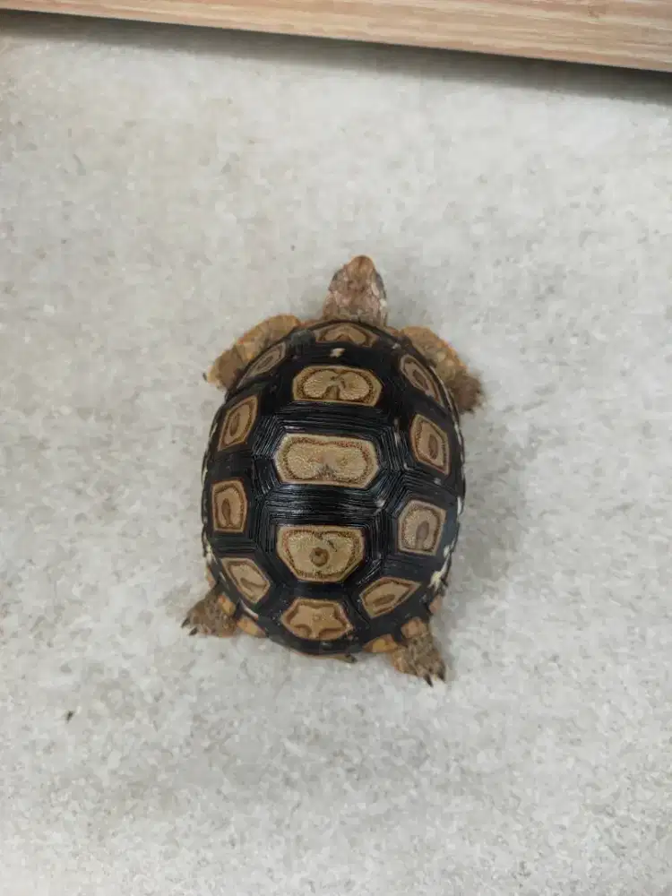 Pardalis 7,5cm BUKAN Sulcata