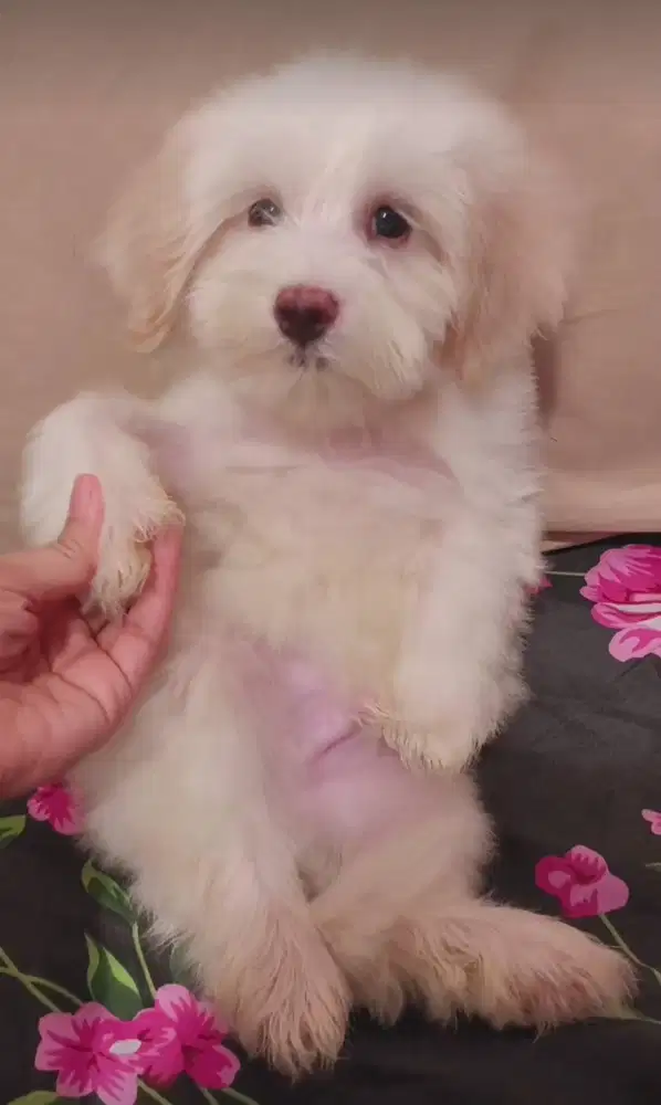 Anak anjing Maltese super