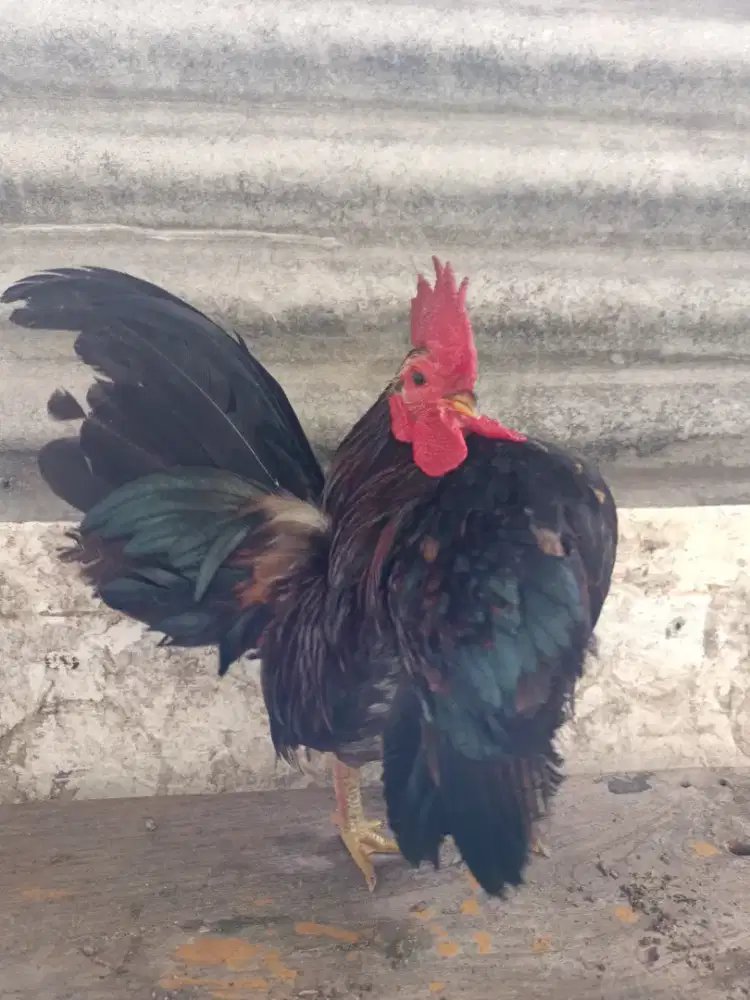 Ayam Serama jantan ori indukan