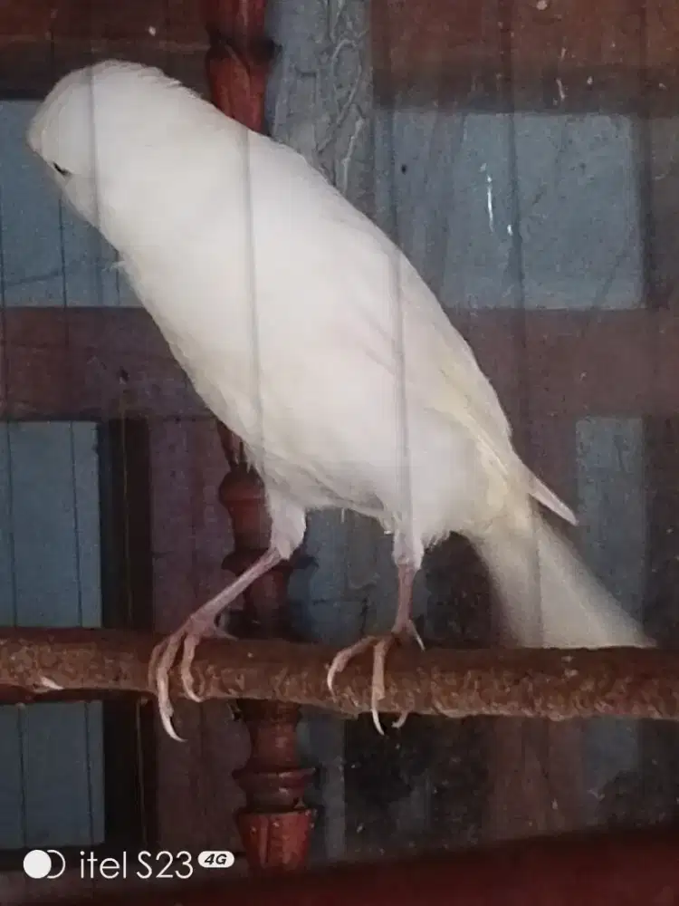 F1 Rasmi jantan warna idaman