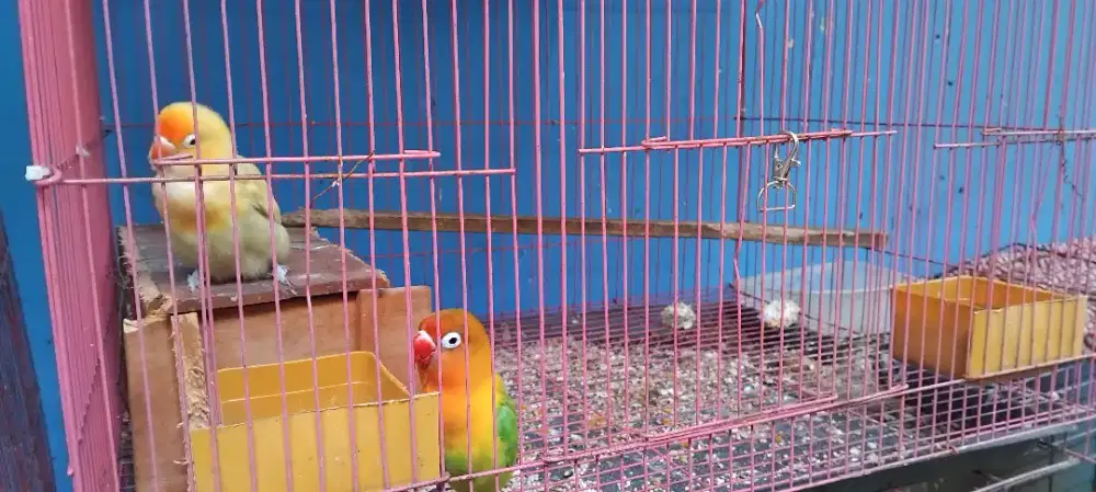 Lovebird pasangan serasi