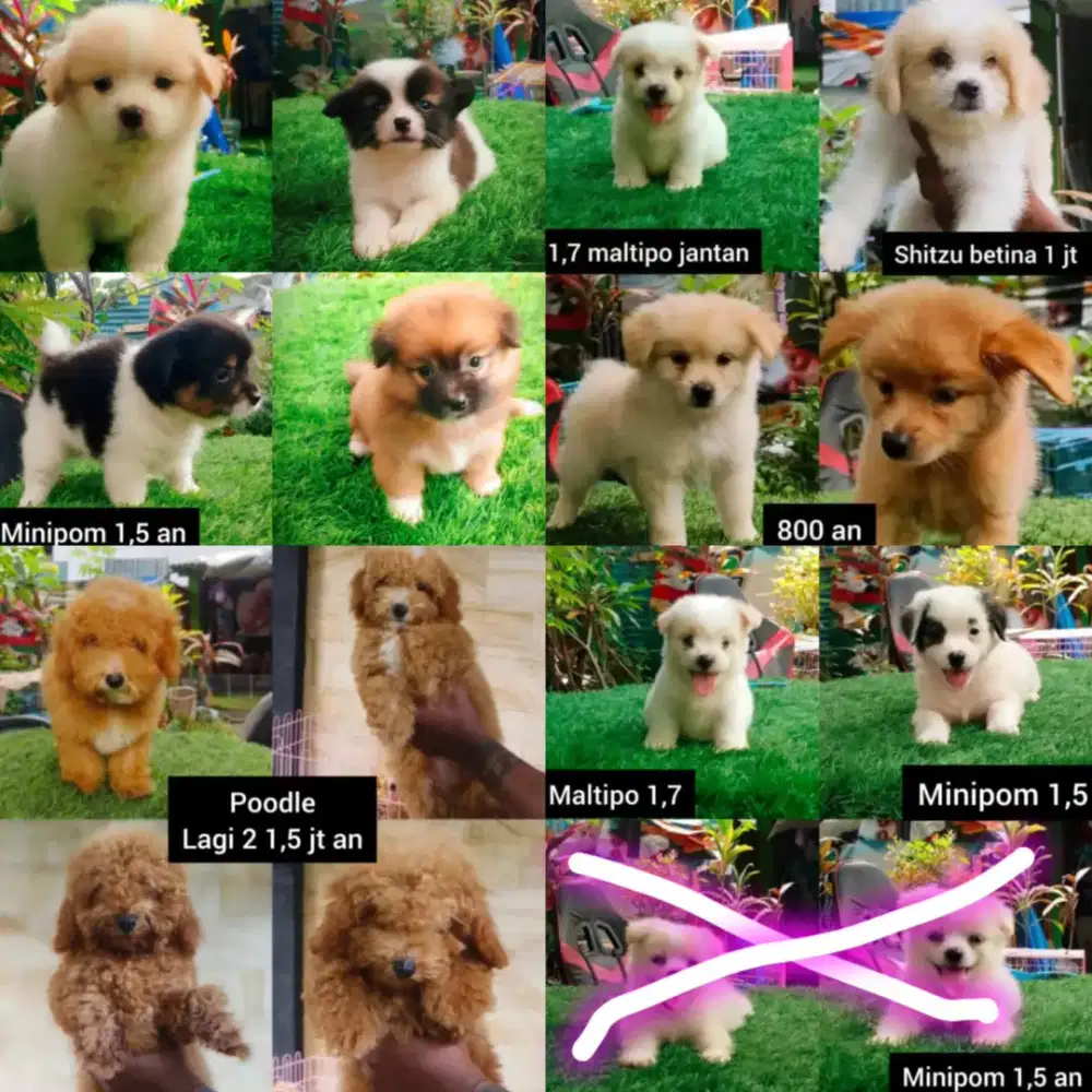 Poodle Minipom Shitzu maltipo maltipom