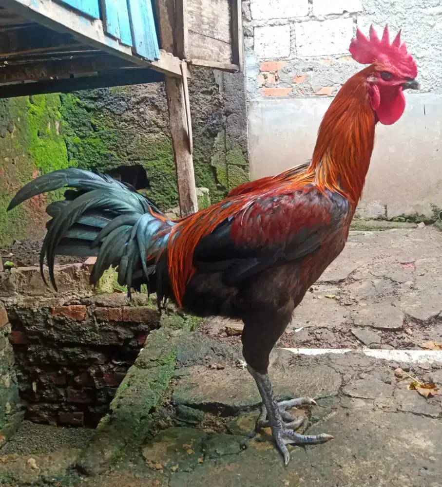 AYAM PELUNG JUMBO