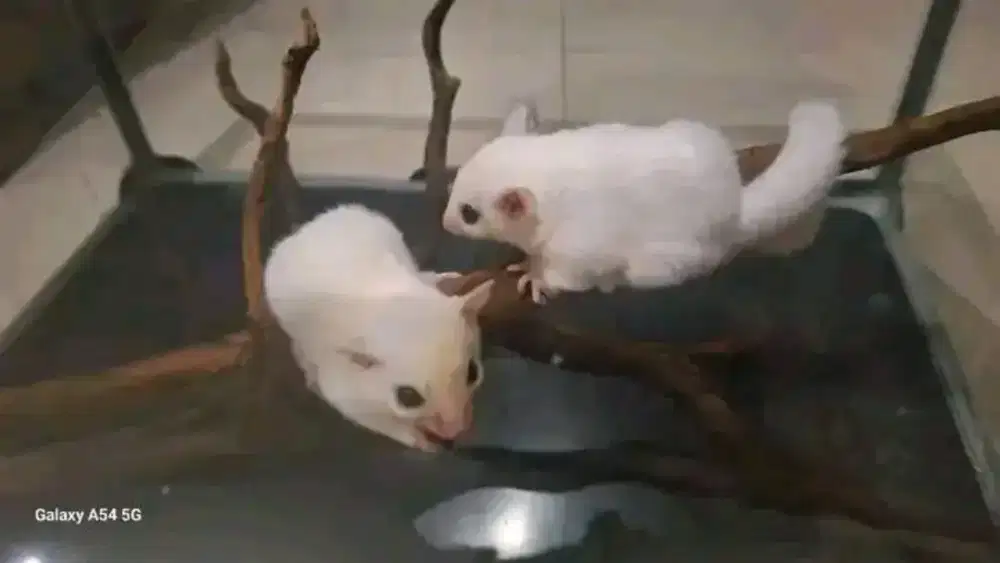 Sugar glider leucistik