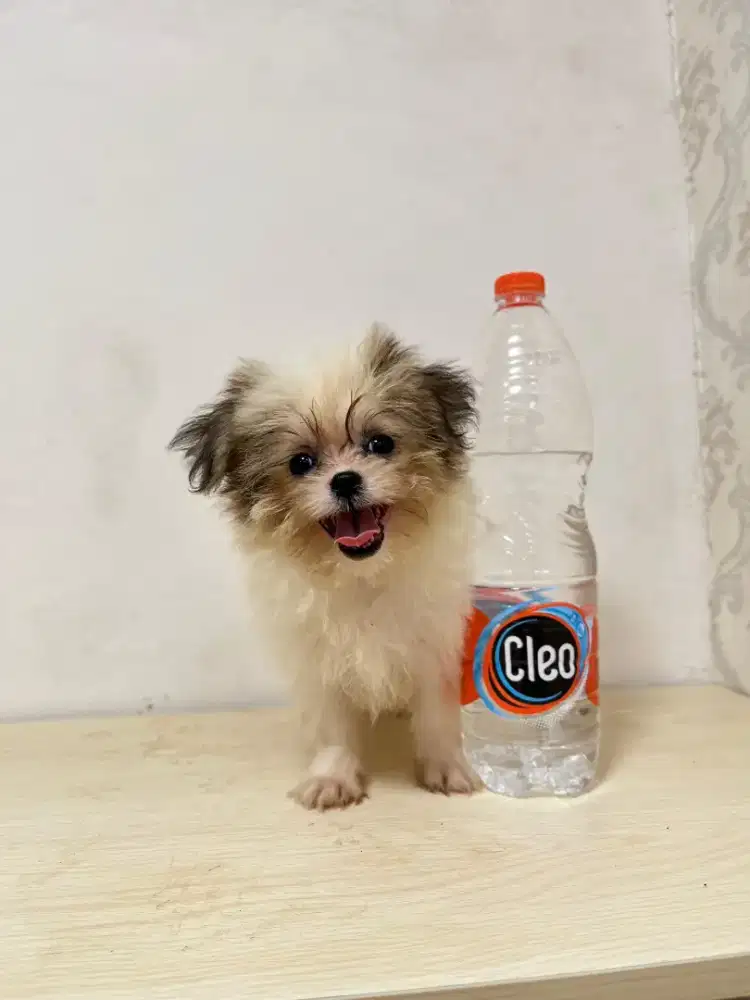 Minipom mix shihtzu betina