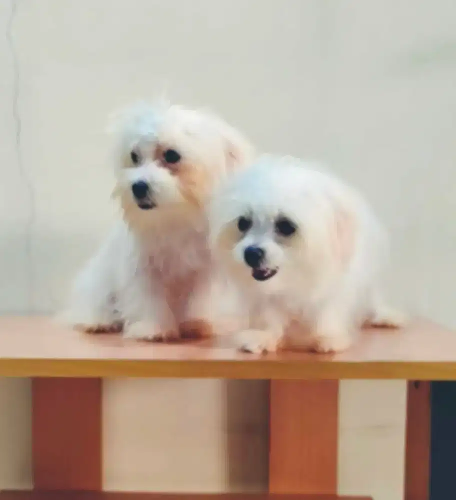 Dijual 2 ekor anakan Maltese jantan
