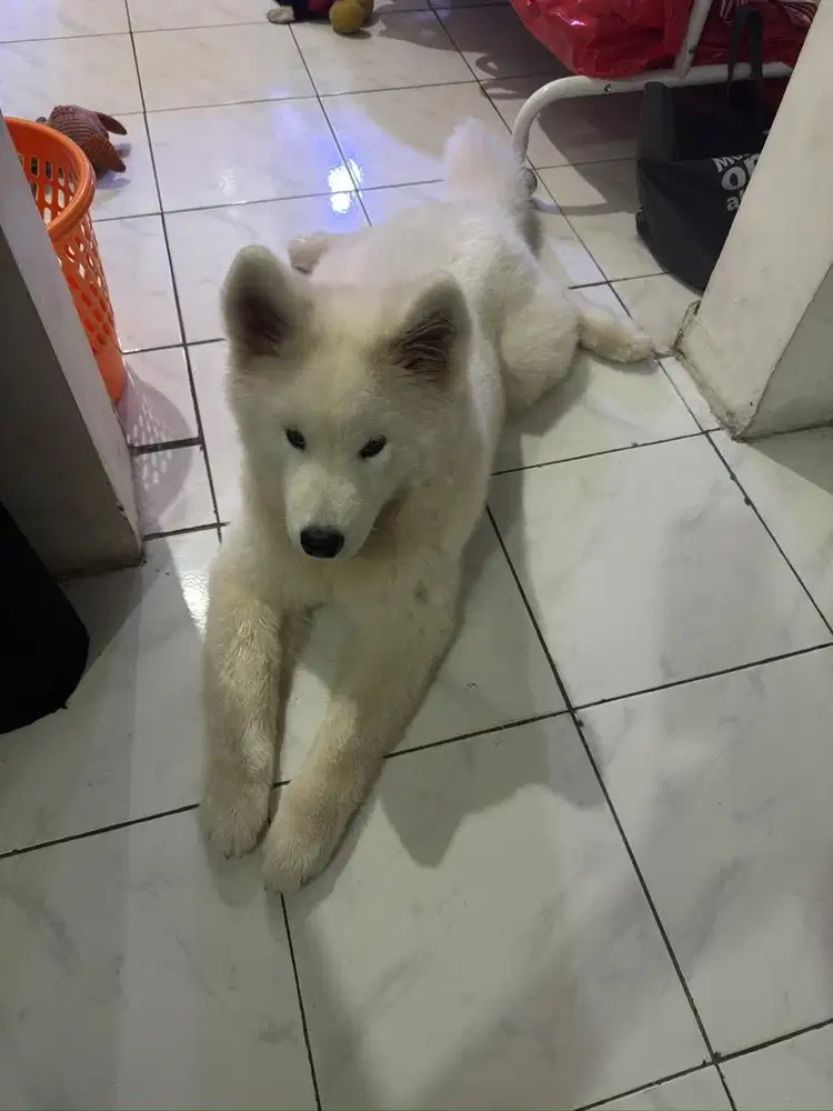Jual doggy Samoyed