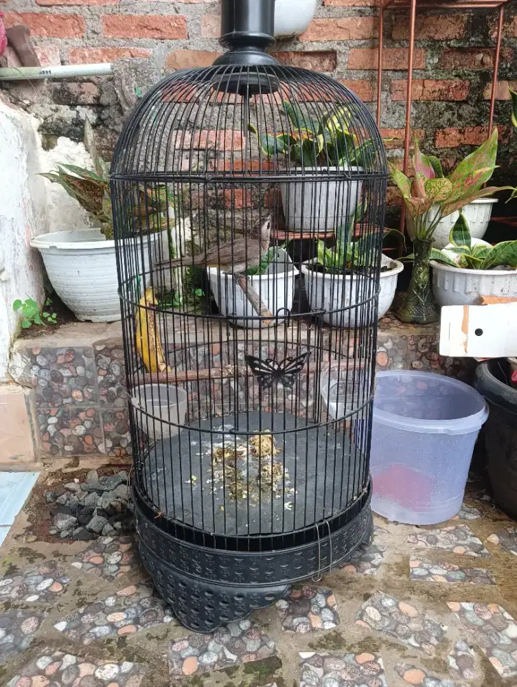 Burung trucukan sama kandang