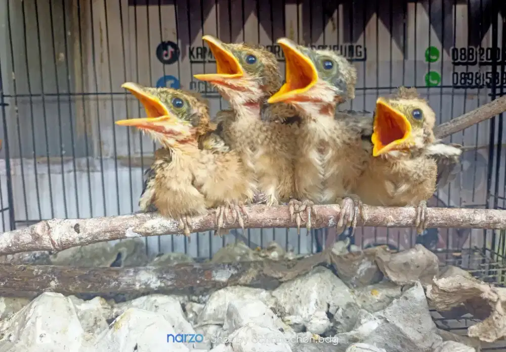 Anakan cendet ponorogo