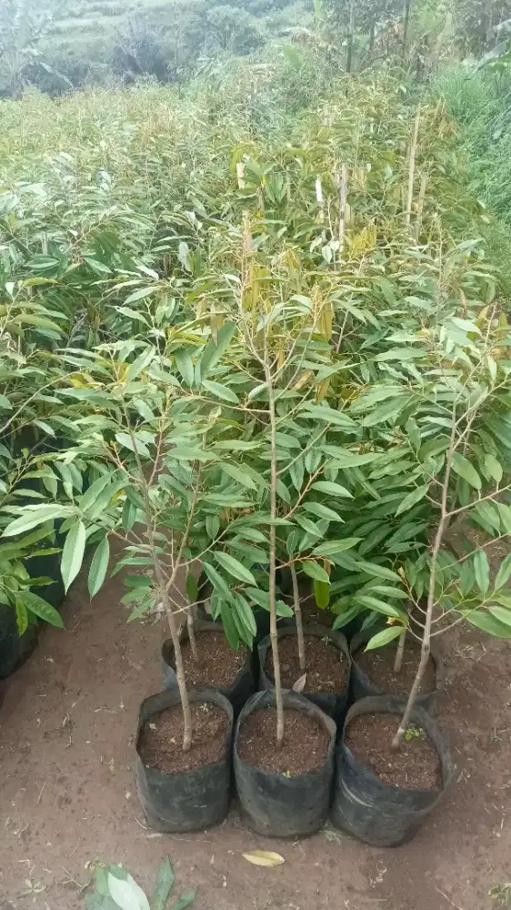 Bibit durian semua jenis.