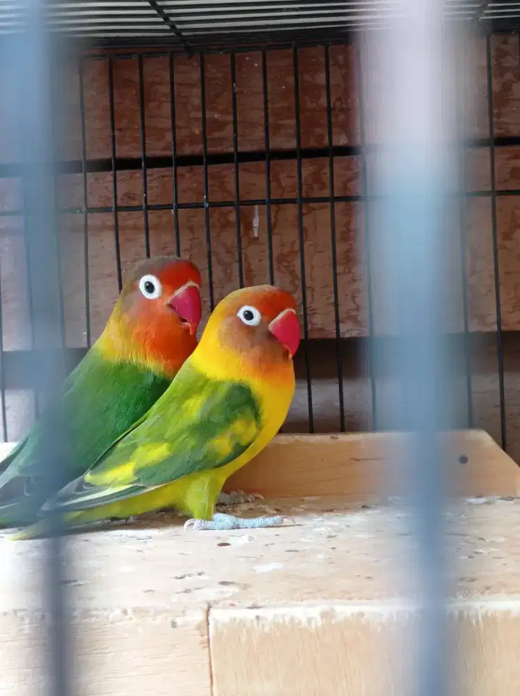 Jual lovebird pasangan
