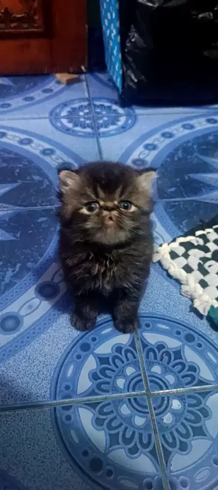 Kucing kitten Persia peaknose