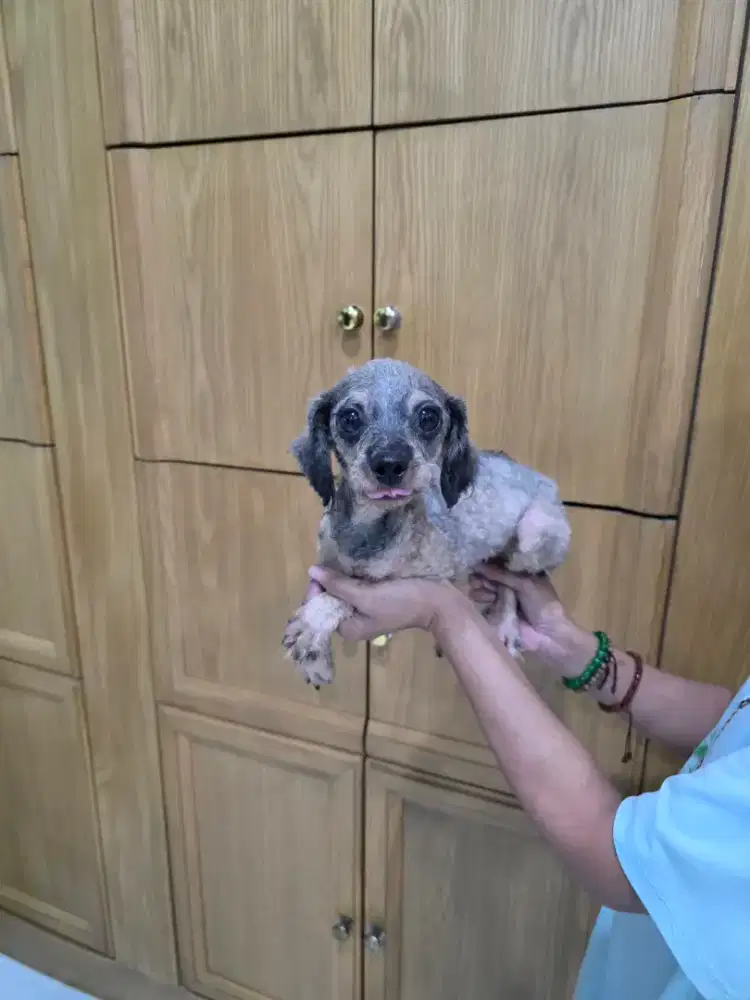 Jual poodle phantom betina calon indukan