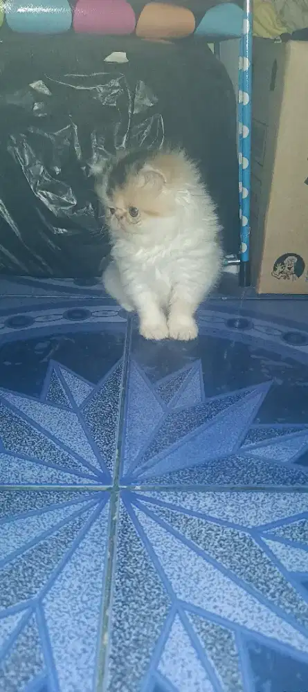 Kucing kitten Persia peaknose