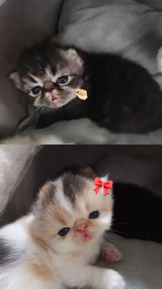 Kucing kitten Persia peaknose