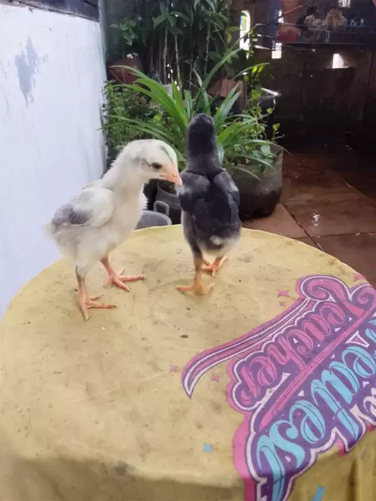 Anak ayam Bangkok borongan murah