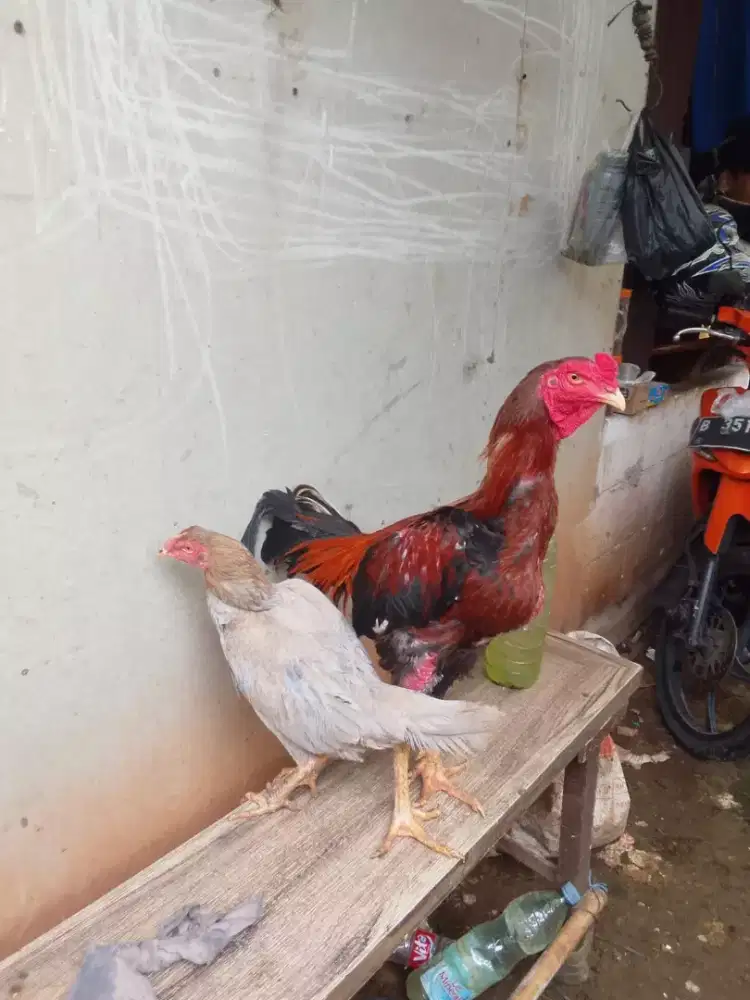 Anak ayam Bangkok borongan murah