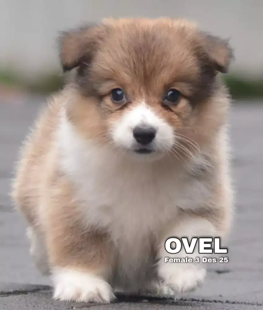 Corgi longhair betina •OVEL•