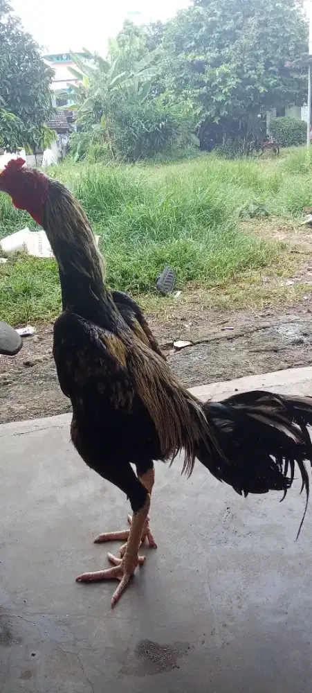 Bangkok clasic jalak