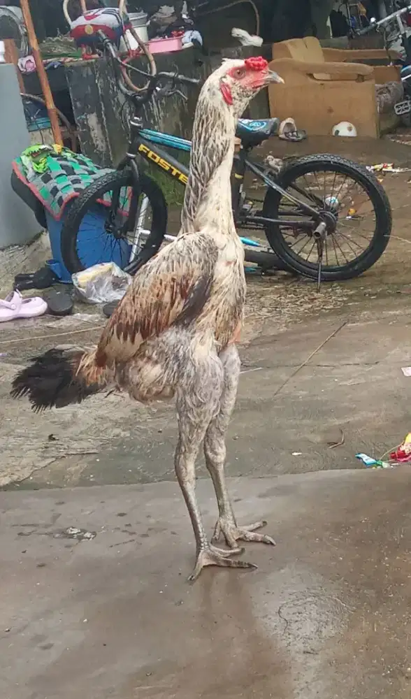 Ayam bulbi muda