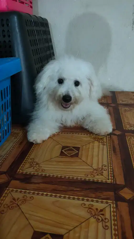 BICHON FRISE JANTAN STAMBUM VAKSIN KUALITAS BAGUS