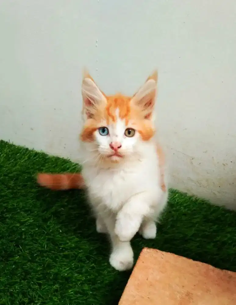 Maincoone betina odd eyes 1th