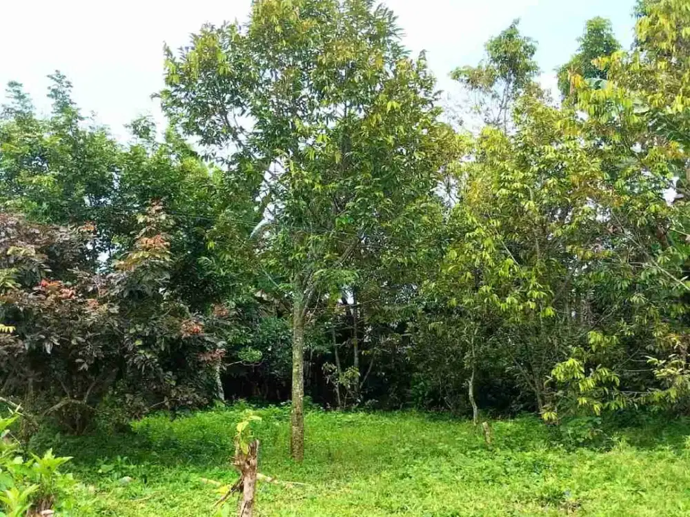 Dijual Kebun Durian di Jember