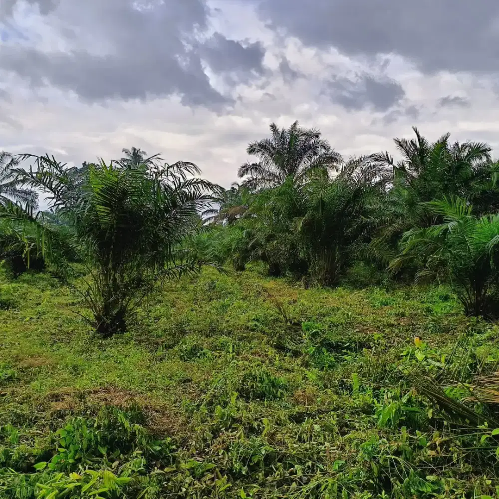 Dijual tanah ukuran 6400 m² di