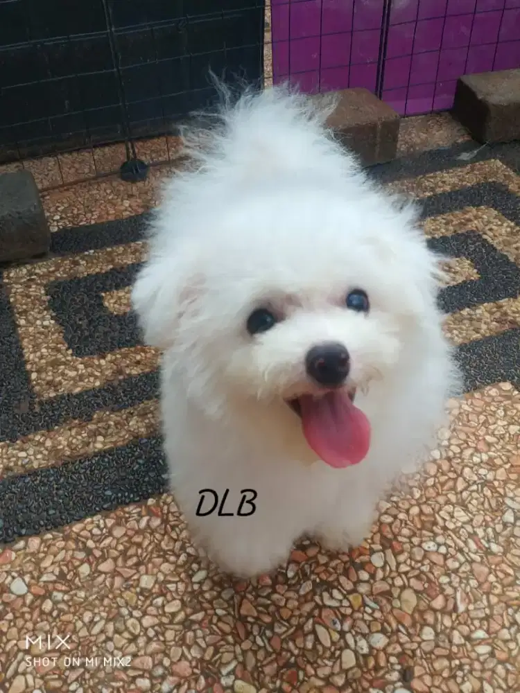 Jual Anakan Bichon frise