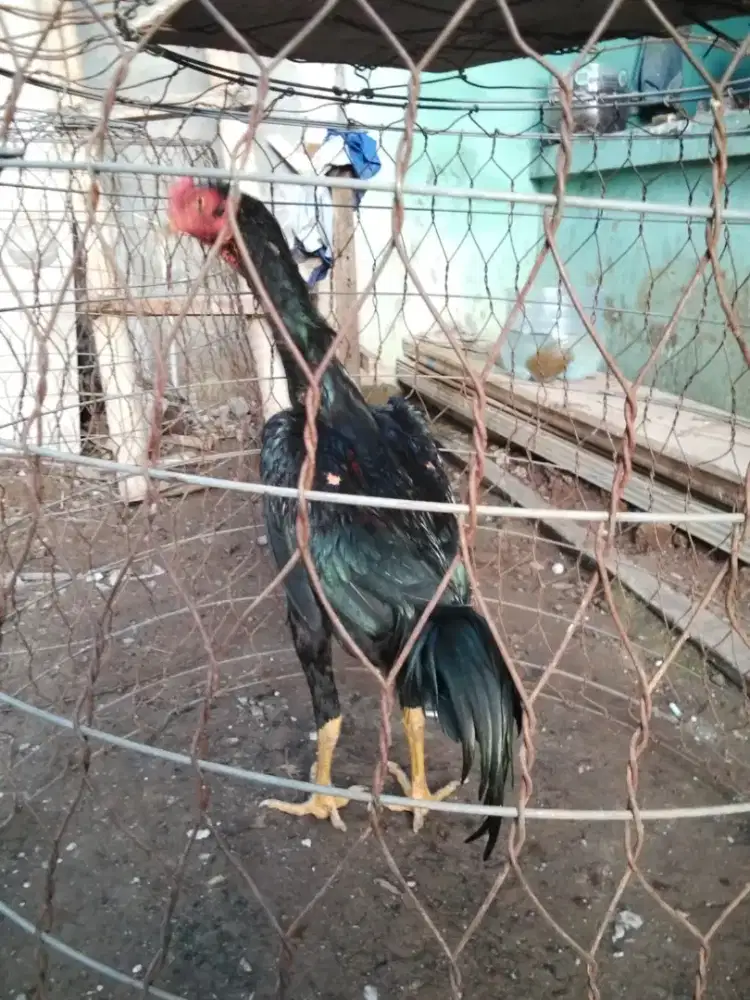 Ayam Bangkok Samo xPama