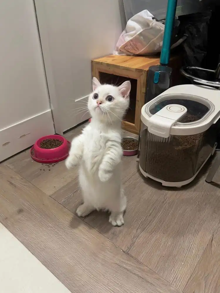 Bsh munchkin golden point bsh british shorthair Jantan kucing