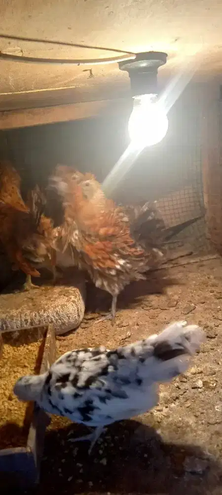 Ayam walik mix Polan