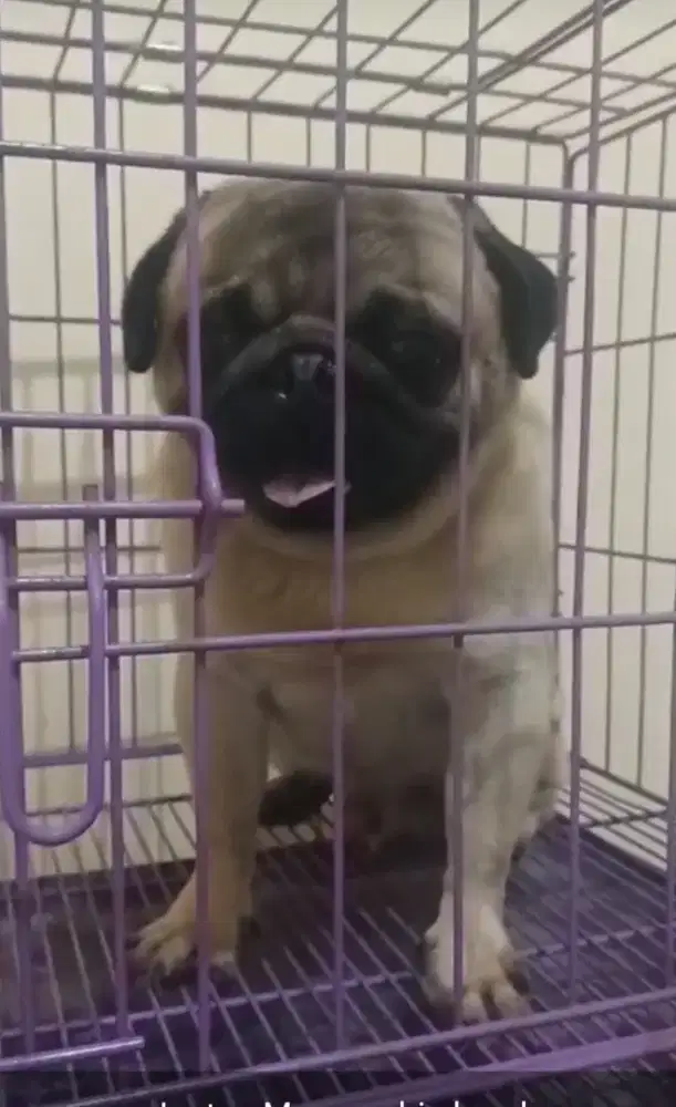 Jantan muda 2 thn no stb...produktif..big head langka..kaki short